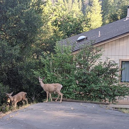 Yosemite Haven @ Pine Mountain Lake. Dog Friendly! Groveland Kültér fotó