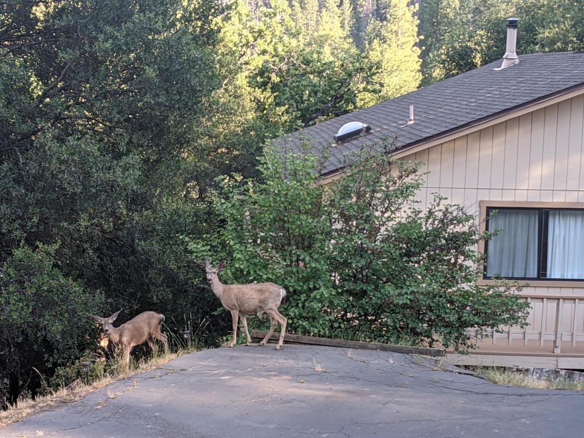 Yosemite Haven @ Pine Mountain Lake. Dog Friendly! Groveland Kültér fotó