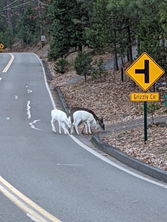 Yosemite Haven @ Pine Mountain Lake. Dog Friendly! Groveland Kültér fotó